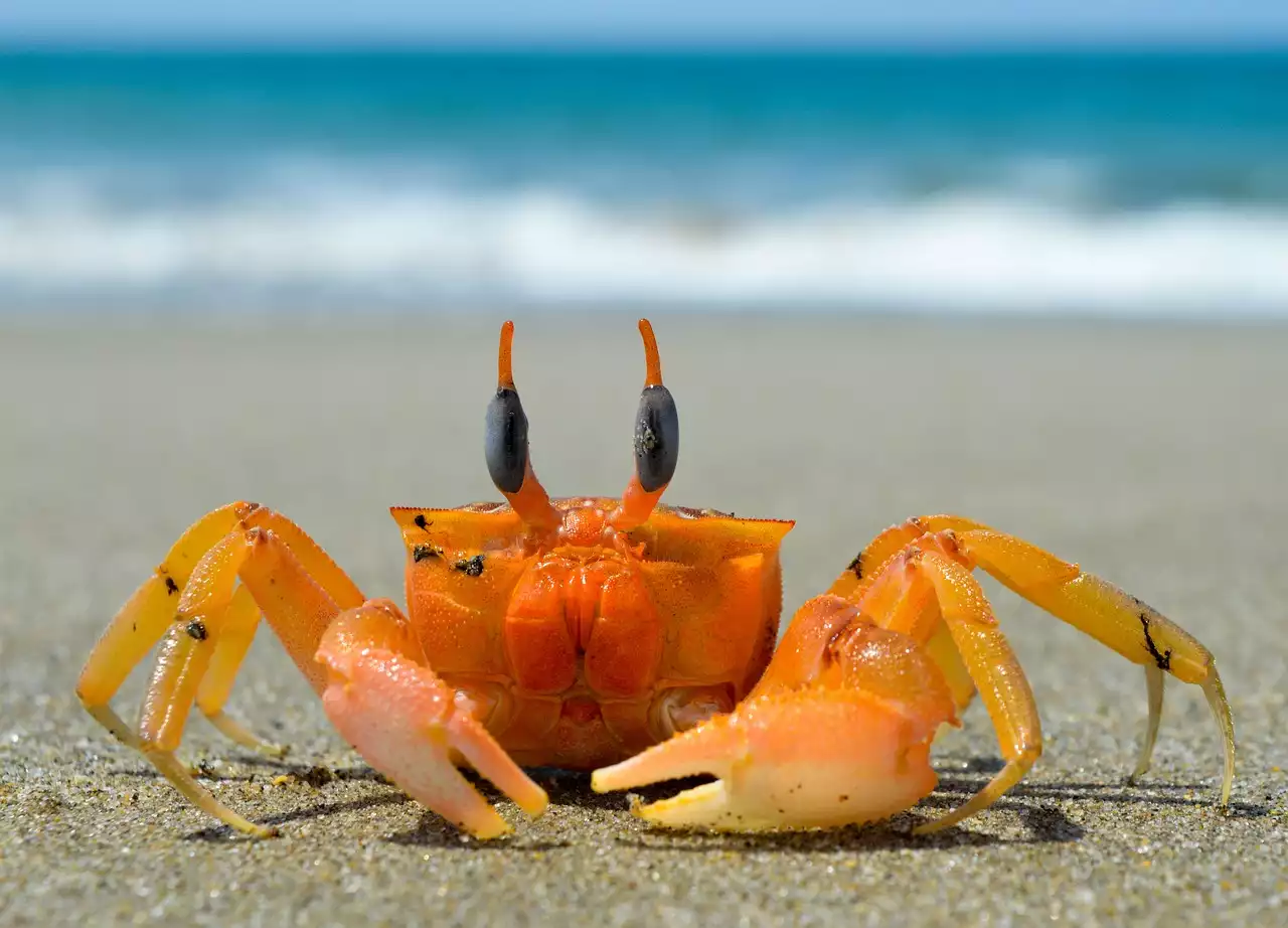 المأكولات البحرية الصيفية: دليل لوصفات لذيذة ومغذية